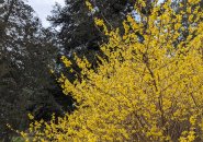Blooming forsythia at the Arnold Arboretum