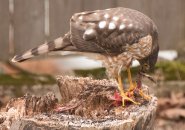 Hawk eating something in Roslindale backyard