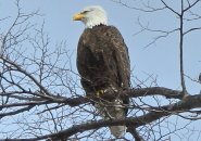 Bald Eagle perched in a tree on the Esplanade