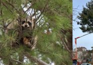 Raccoon in a tree in Roslindale that's about to be felled