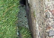 Rat pellets in rat hole