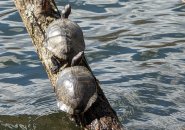 Pair of turtles that had climbed into the sun at Jamaica Pond