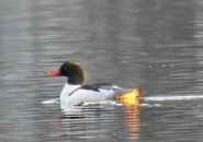 Duck with its butt seemingly on fire