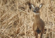 Deer at Brook Farm in West Roxbury