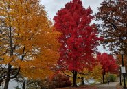 Fall trees at Jamaica Pond