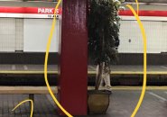 Potted plant in Park Street station on the Red Line