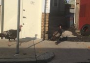 Turkeys head into a Jamaica Plain alley