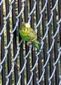 Parakeet on a fence in Readville