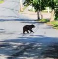 Bear in Newton